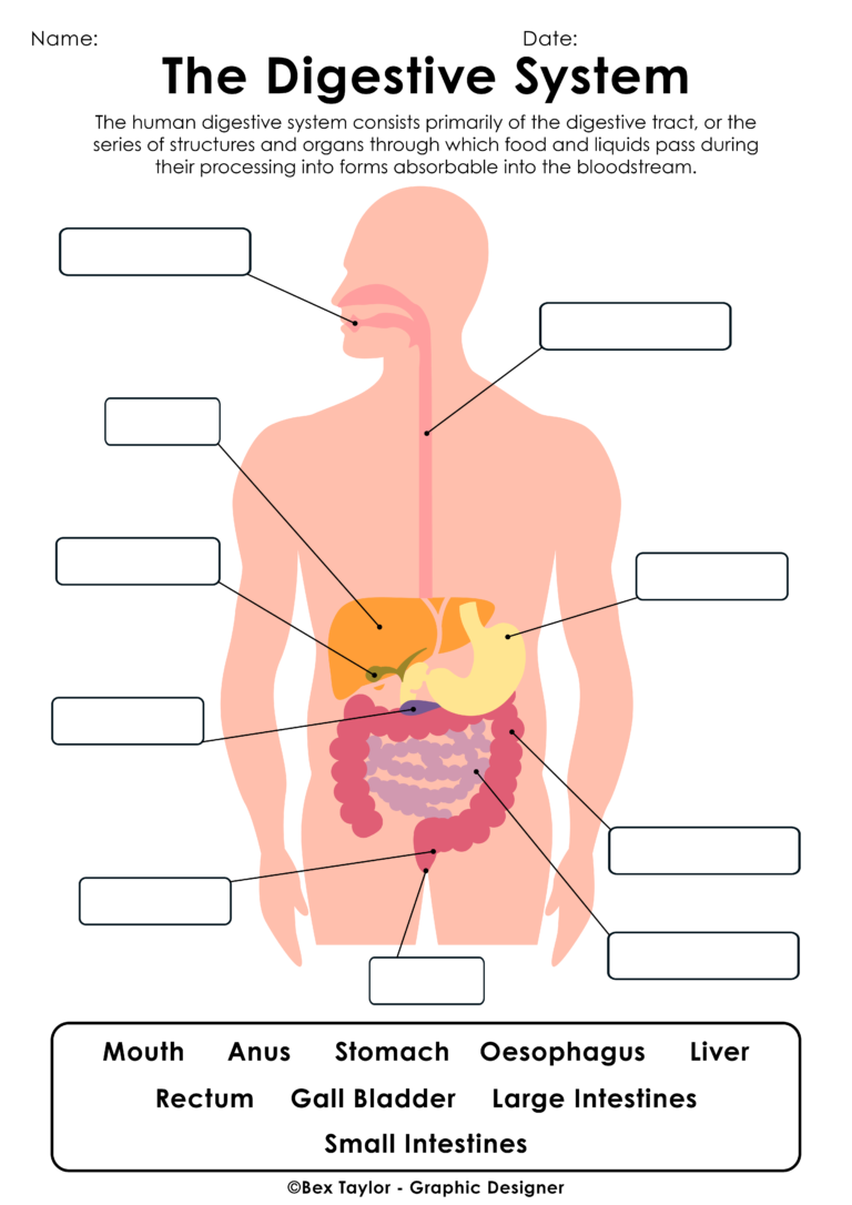 KS3 Biology Digestive System 01